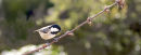 Our garden friend