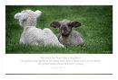 His lambs