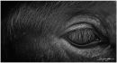 Horses eye