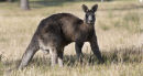 Skippy