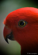 King Parrot
