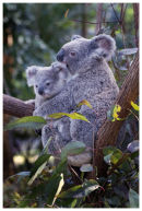 Koala and Joey