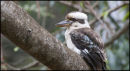 Kookabura