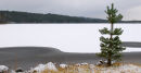 lapland fir tree