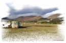 Mourne sheep in winter