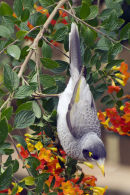 Upside down Mynah