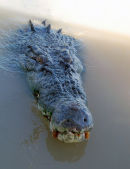Big Bad Croc