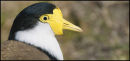 Plover