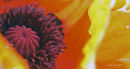 The poppy