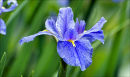 Pretty blue