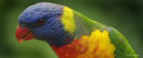 Rainbow Lorikeet