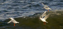 Seagulls and waves