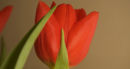Red tulip
