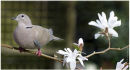 Ring necked turtle dove