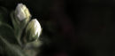 Closed rose