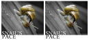 Snail's pace
