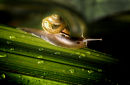 Snail's pace