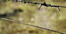 Spider's web