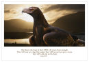 The eagle