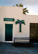 The palm trees