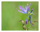 Purple flower