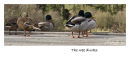 The wee ducks
