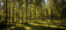 The woods in Spring