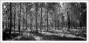 The woods