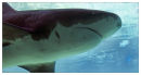 Tiger shark