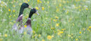 Two ducks