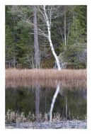 White tree