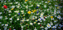Spring meadow