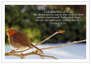 Winter Robin