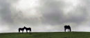 Horses on hill