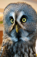 Great grey owl