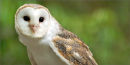 Owl eyes and ears