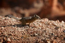 Chipmonk