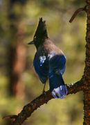 Stellings Jay