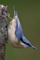 Nut Hatch