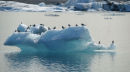 Arctic Terns on Iceberg
