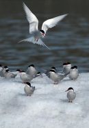 Arctic Terns