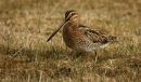 Common Snipe