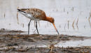 Black Tailed Godwit