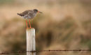Redshank