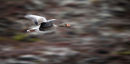 Flying Goose
