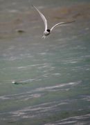 Artic Tern looking for food
