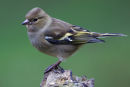Siskin