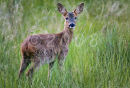 Roe Deer