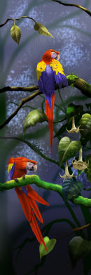 Parrots Long