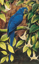 Blue Macaw